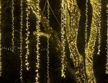 Yellow Christmas string lights hanging from a tree