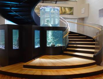 Horry County Museum Aquarium 