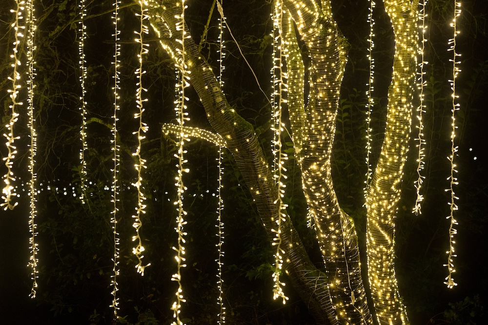 Yellow Christmas string lights hanging from a tree