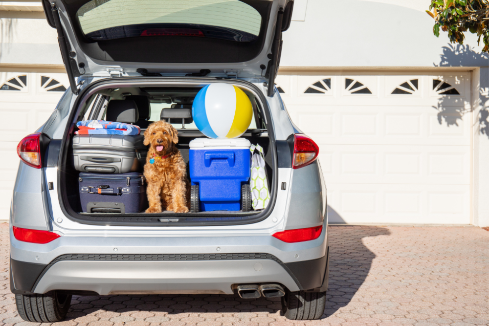 dog in back of car loaded for vacation