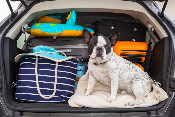 A dog sits ready for a car trip to the beach