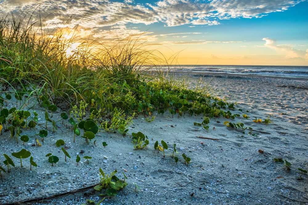 Beach at sunrise with ocean in background