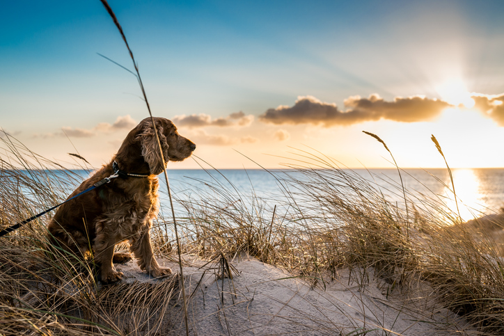 A dog enjoys time on a beach